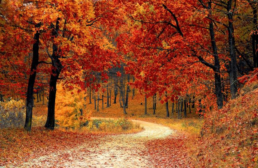 🍂 Preparando tu Tarima de Madera para el Otoño: Consejos de Mantenimiento 🍂